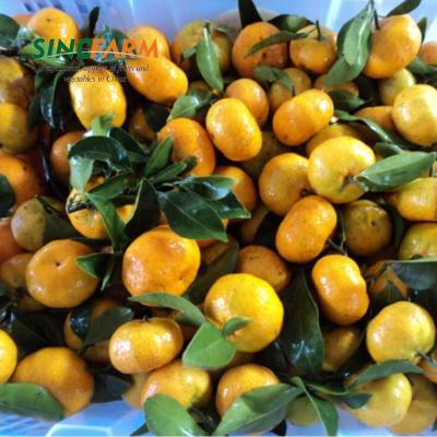 China MOQ Small Fresh Chinese Fresh Tangerine for sale