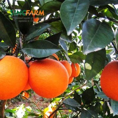 China Fresh export oranges navel sweet orange fruit for sale