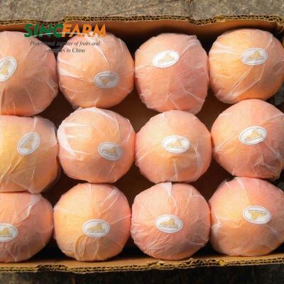 China Special offer grade fresh top selling navel oranges for sale