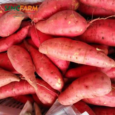 China Fresh jelly purple ton of jamaican sweet potato prices for sale