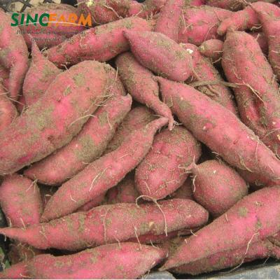 China Sweet Potato Price Fresh Fresh Ton 70gr for sale