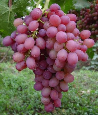 China Natual 2021 new cultivation of Chinese fresh fruit grapes for sale for sale