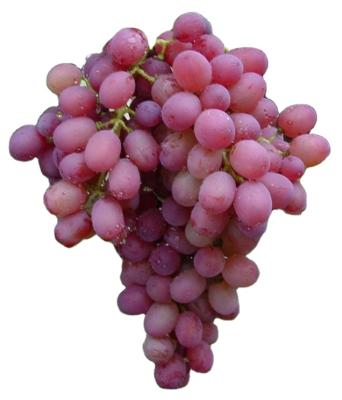 China Fresh Chinese Delicious Red Globe Grape for sale