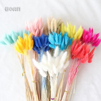 China 30pcs One Bouquet Real Flower Foxtail Viridis Dog Tail Dry Wedding Grass for sale