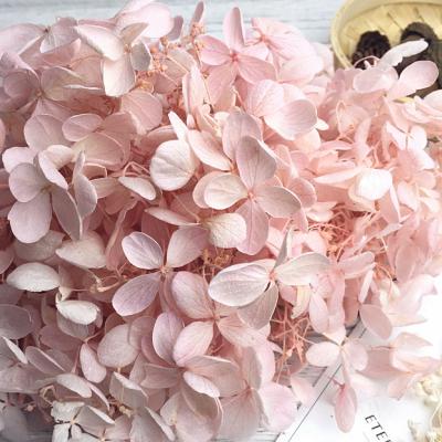 China 2019 Wholesale Natural Touch Best Yunnnan Cheap Preserved Hydrangea for sale