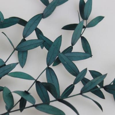 China Contact China Supplier Natural Preserved Foliage Eucalyptus For Home Decoration for sale