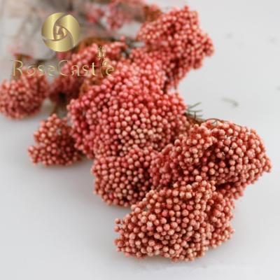 China Beautiful Small Natural Dry Preserved Millet Flower Rice Flower Natural Touch for sale