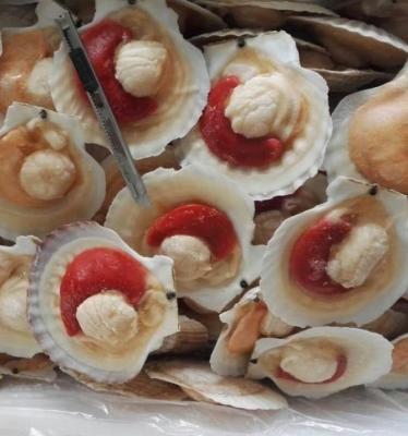 China Shell Sea Scallop With Roe Fresh FROZEN Garlic Half Vermicelli For Sale for sale