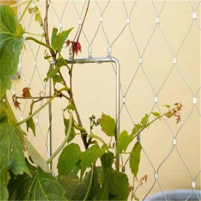 China Plant Climbing Prop Stainless Steel Cable Webnet / Green Wall for sale