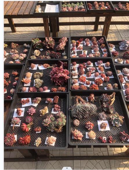 Verified China supplier - Qingdao Dudu Succulents Farm Co., Ltd.