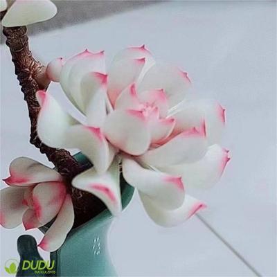 China Wholesale Home Artificial Snow Fairy Clay Echeveria Luxury Plastic Succulent Echeveria Desktop Decoration Decotation Succulents for sale