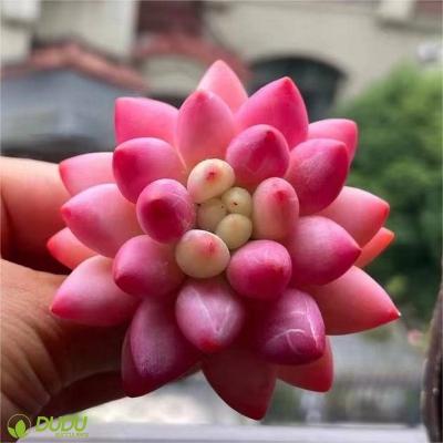 China Wholesale Home Artificial Red Dragonfly Clay Succulent Luxury Plastic Succulent Echeveria Desktop Decoration Succulents Decotation for sale