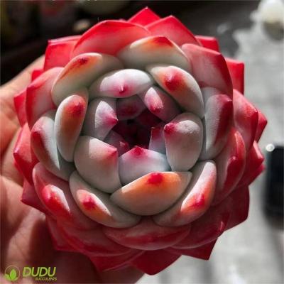 China Wholesale Artificial Home Decoration Clay Succulent Luxury Plastic Succulent Echeveria Monroe Decotation Succulents Desktop for sale