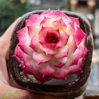 China Wholesale Home Decoration Artificial Clay Succulent Luxury Plastic Succulent Echeveria Lotus Wheat Straw Desktop Decotation Succulents for sale