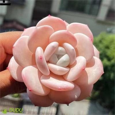 China Wholesale Artificial Home Decoration Clay Succulent Luxury Plastic Succulent Echeveria Laui Moran Desktop Decotation Succulents for sale