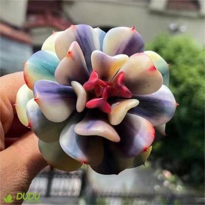 China Wholesale Home Artificial Snow Fairy Clay Succulent Luxury Plastic Succulent Echeveria Desktop Decoration Decotation Succulents vary for sale