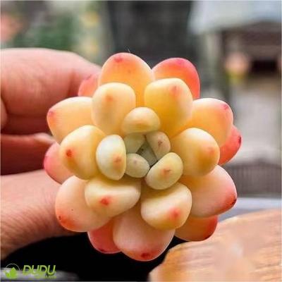 China Wholesale Artificial Home Decoration Clay Succulent Luxury Plastic Succulent Echeveria Raul Desktop Decotation Succulents for sale