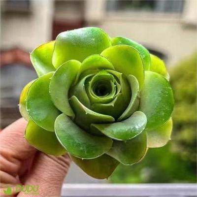 China Wholesale Home Artificial Jade Greenovia Aeonium Clay Succulent Luxury Plastic Succulent Desktop Decoration Succulents Decotation for sale