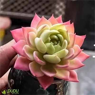 China Wholesale Home Artificial Pansy Clay Succulent Luxury Plastic Succulent Echeveria Desktop Decoration Decotation Succulents for sale