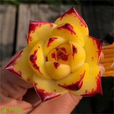 China Wholesale Artificial Home Decoration Clay Succulent Luxury Plastic Succulent Echeveri Agavoides Ebony Yellow Desktop Decotation Succulents for sale