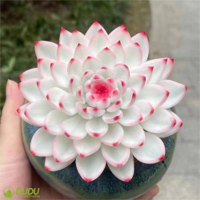 China Wholesale Home Decoration Artificial Clay Succulent Luxury Plastic Succulent Echeveria Chihuahuaensis Gonnere Decotation Succulents Desktop for sale