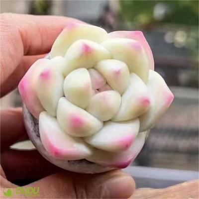 China Wholesale Home Artificial Ice Jade Clay Succulent Luxury Plastic Succulent Echeveria Desktop Decoration Succulents Decotation for sale