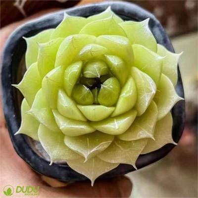 China Wholesale Artificial Clay Succulent Luxury Plastic Succulent Echeveria Home Office Decoration Decotation Succulent Dominant Naval Power for sale