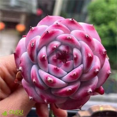 China Wholesale Artificial Home Decoration Clay Succulent Luxury Plastic Succulent Echeveria Honey Peach Desktop Decotation Succulents for sale