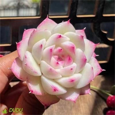 China Wholesale Home Artificial Queen Rose Of Clay Succulent Luxury Plastic Succulent Echeveria Of Decotation Succulents Desktop Decoration for sale