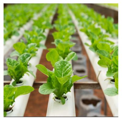 China Fruit Vegetable Flowers Best Selling Smart Aquaponics Indoor Hydroponic System In Commercial Greenhouse for sale