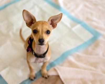 China Plain weave the best pup pads to shape your pooch and keep your floors protected for sale