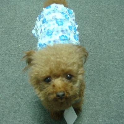 China S410 Viable Customized Cute Pet Dress Dog Pet Dress Fashionable Adorable Princess Dress Puppy Tutu Skirt for sale