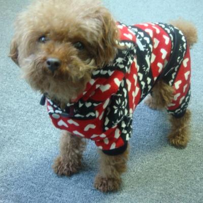 China 416 Sustainable Customized Adorable Cute Cozy Comfortable Soft Dog Indoor Sports Winterjacket / Wintercoat for sale