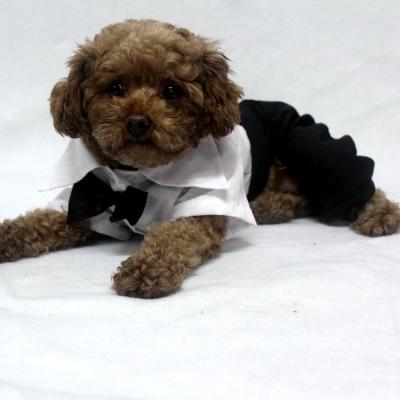 China US Party Fashionable Pet Apparel White Dog Shirt Seven Sizes Available Wedding Jumpsuit With Black Bow Tie And Pockets for sale