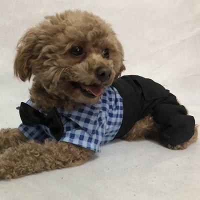 China Viable Dropshipping Accepted Pet Apparel White / Blue Lattice Party Dog Shirt Wedding Jumpsuit With Black Bowtie And Pockets for sale