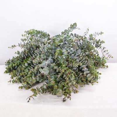 China Natural Touch Top Selling Copper Shape Fresh Cut Flower Eucalyptus Foliage Decor Color Plants for sale