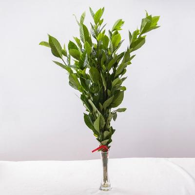 China Kunming Natural Fresh Cut Flower Exporter Fresh Cut Cap Jasmine Leaf Foliage Preserved Fresh Touch Flowers Wedding Decoration Color Plants for sale