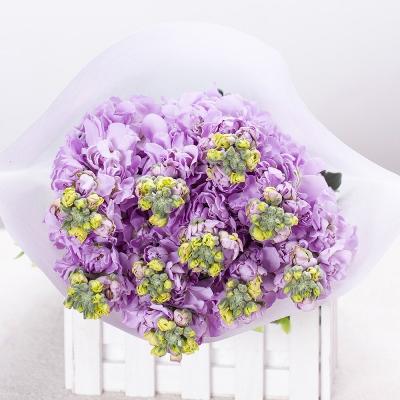 China Kunming Natural Fresh Cut Flower Exporter Flowersx Violet Wedding /Mothers Day Gifts Decoration Color Fresh Plants for sale