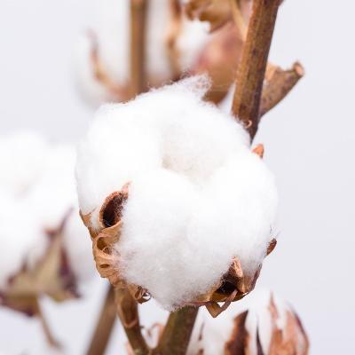 China Natural Fresh Cut Flower Exporter Kunming Touch Cotton Fresh Cut Flowers Wedding/Mothers Day Gifts Decoration Color Plants for sale