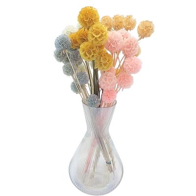 China Beautiful colorful wholesale fruit preserved scabiosa preserved flowers for sale