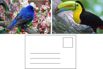 China Lenticular Postcard Printing Toucan Wild Animals 3D Postcard for zoo pack sealifes for sale