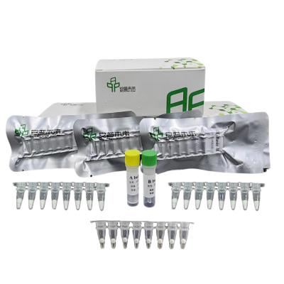 China 48 pruebas / caja Kit de amplificación de ADN isotérmica con reactivos, enzimas tampones en venta