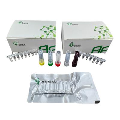 China Fluorescentie Salmonella detectie kit 14 maanden opslagruimte Temperatuur versterking Te koop