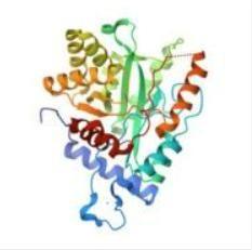 Chine Polymérase de l'ADN 2.0 à vendre