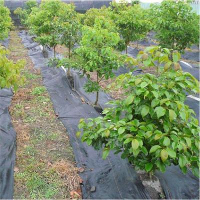 China Black High Denstity Garden Weeding Fabric PP Weed Control Weed Mat For Tree for sale