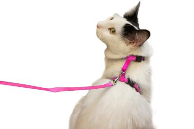 Chine Petit collier de harnais de chat d'animal familier, collier en nylon réglable de chat facile à porter à vendre