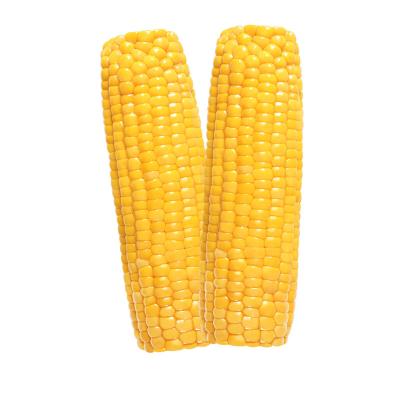 China Factory fresh hot sale yellow waxy corn for sale