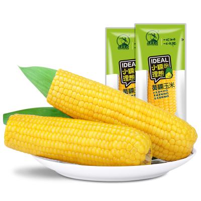 China Vacuum packed fresh sticky yellow corn for sale