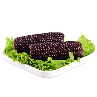 China Fresh twin packed purple sticky corn in vacuum packing for sale