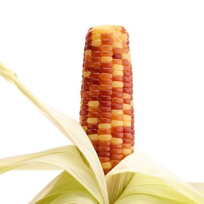 China Fresh Factory Direct Sticky Vacuum Packed Double Heathered Waxy Corn Cob for sale